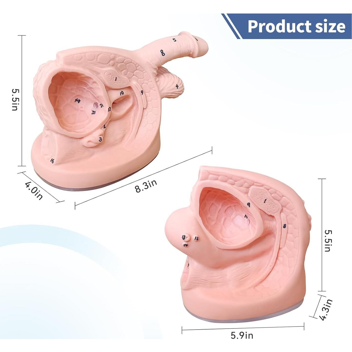 Modelo de Cateterismo Urinario Masculino y Femenino PVC 20x15 cm