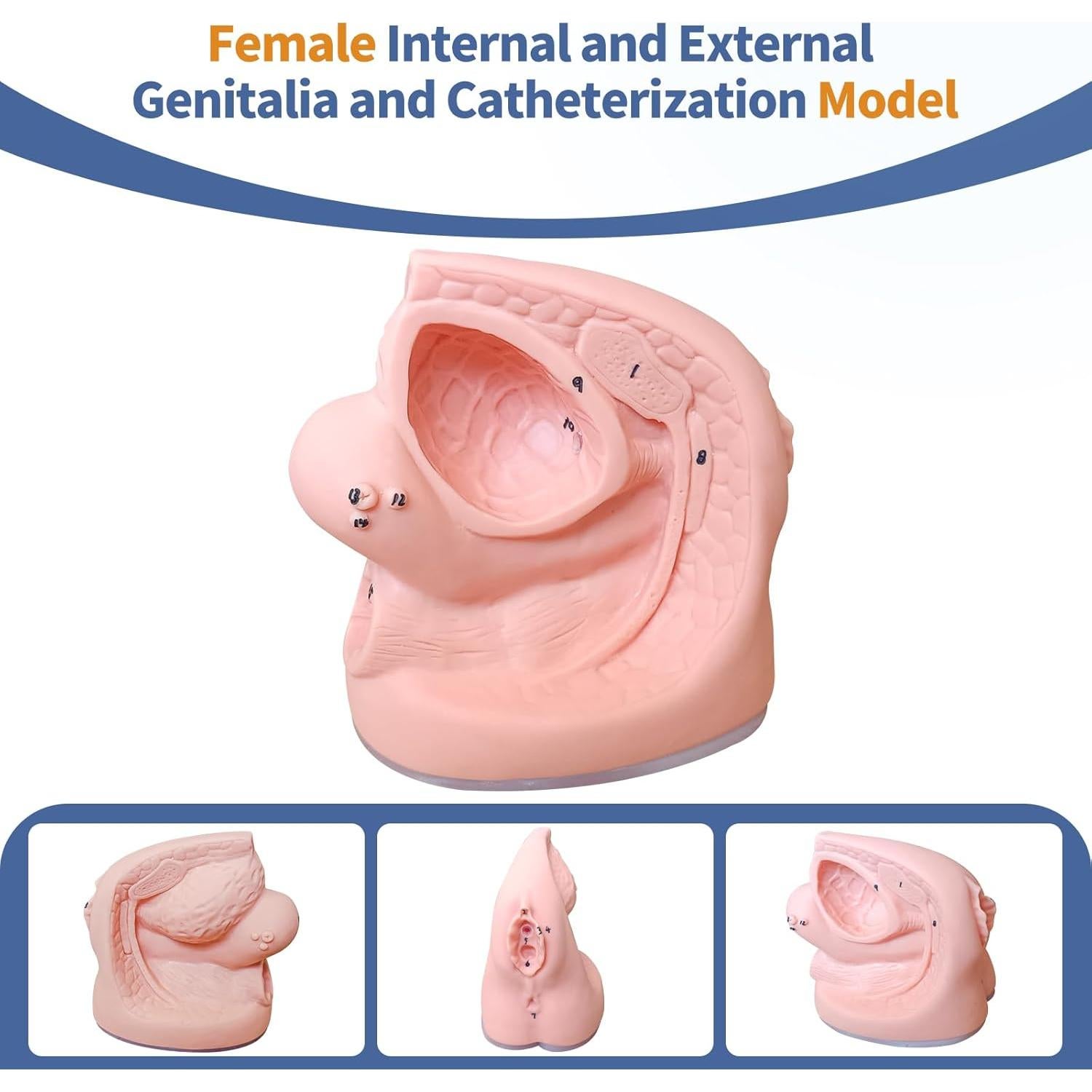 Modelo de Cateterismo Urinario Masculino y Femenino PVC 20x15 cm