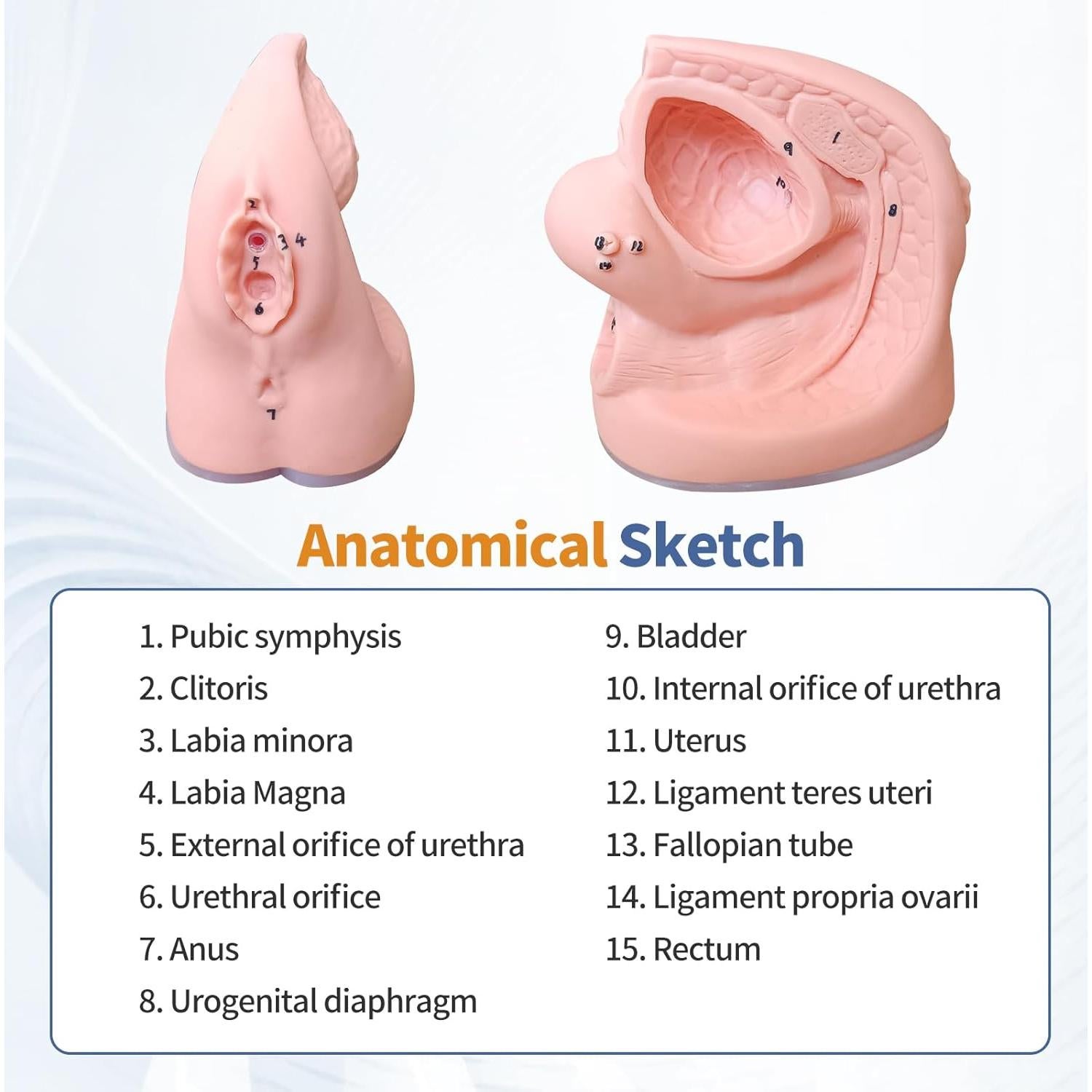 Modelo de Cateterismo Urinario Masculino y Femenino PVC 20x15 cm