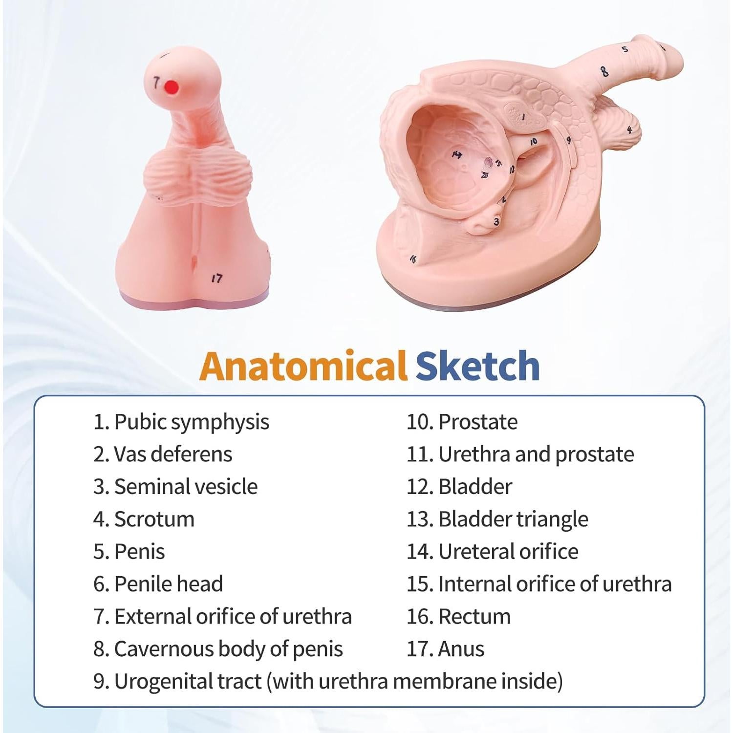 Modelo de Cateterismo Urinario Masculino y Femenino PVC 20x15 cm