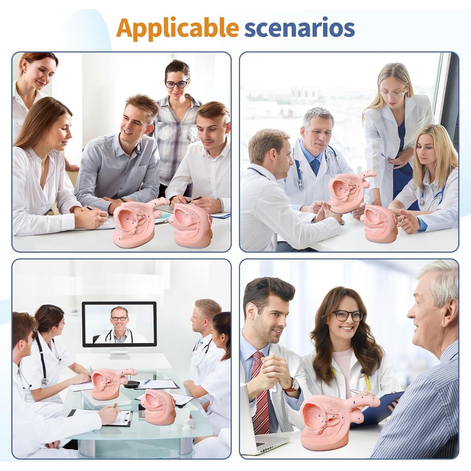 Modelo de Cateterismo Urinario Masculino y Femenino PVC 20x15 cm