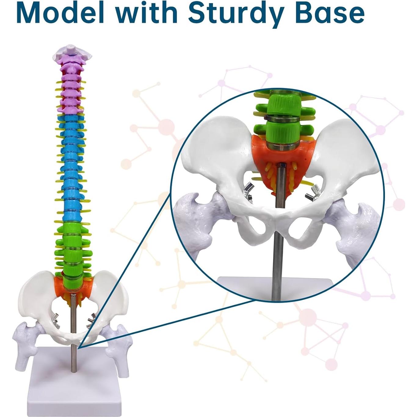 Modelo de Columna Vertebral Humana Ultrassist 39.37 cm Detallado