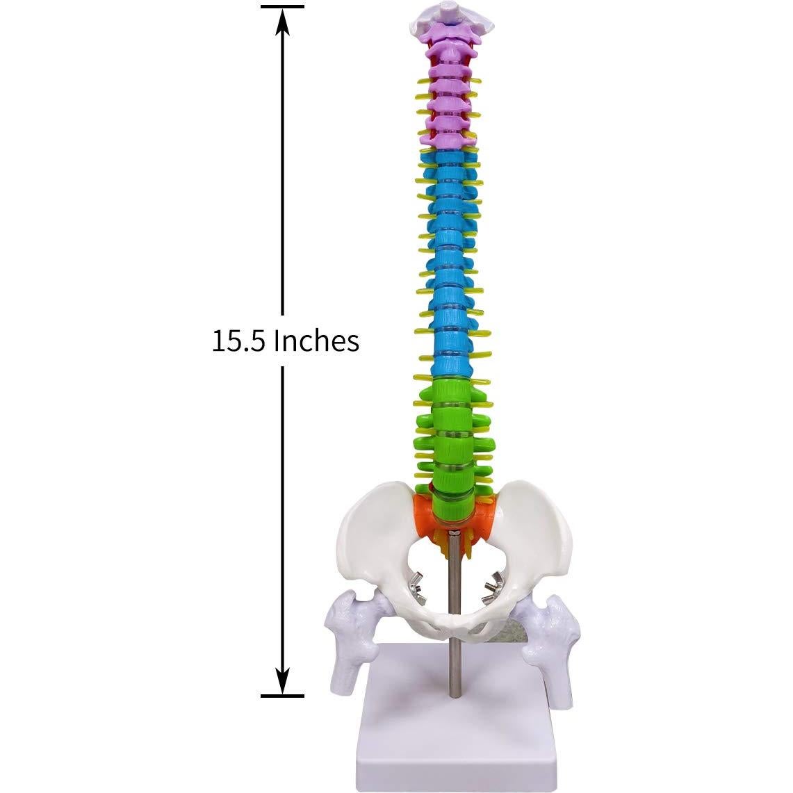 Modelo de Columna Vertebral Humana Ultrassist 39.37 cm Detallado