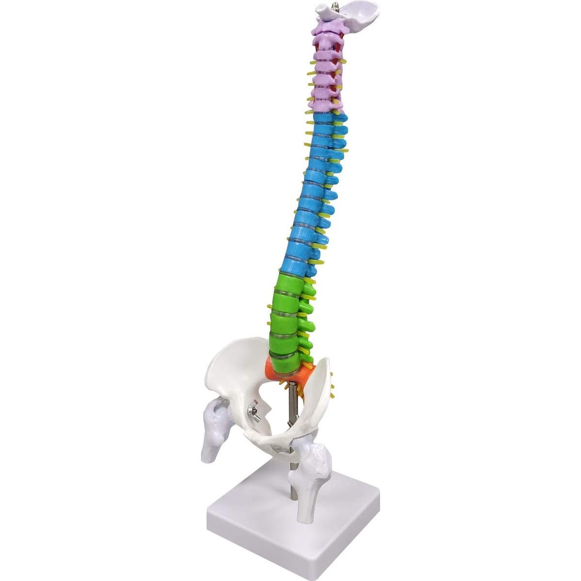 Modelo de Columna Vertebral Humana Ultrassist 39.37 cm Detallado