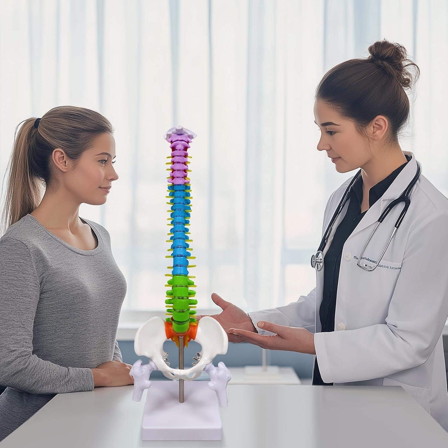 Modelo de Columna Vertebral Humana Ultrassist 39.37 cm Detallado