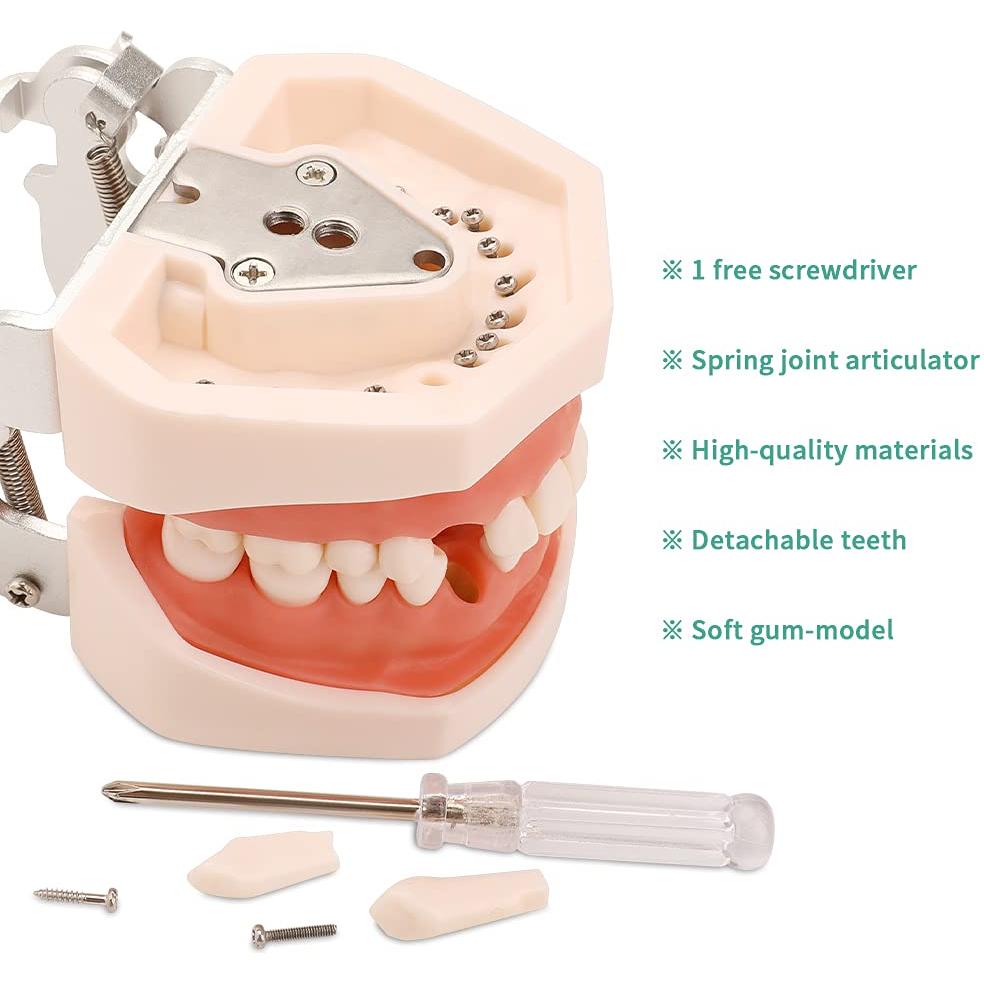 Modelo de Dientes Typodont LVCHEN 28 Dientes Removibles