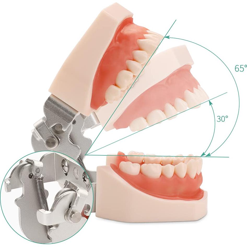 Modelo de Dientes Typodont LVCHEN 28 Dientes Removibles