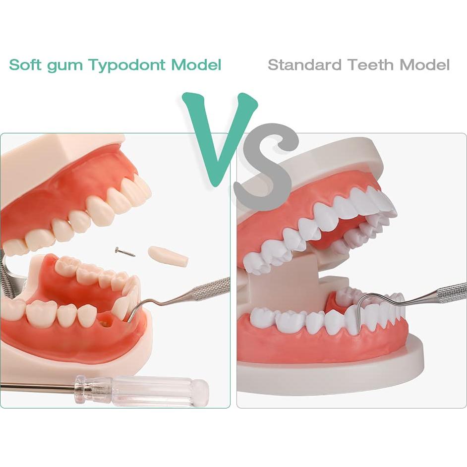 Modelo de Dientes Typodont LVCHEN 28 Dientes Removibles