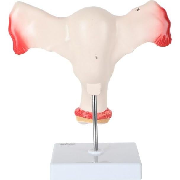 Modelo de Órganos Genitales Femeninos Axis Scientific - Anatomía Detallada