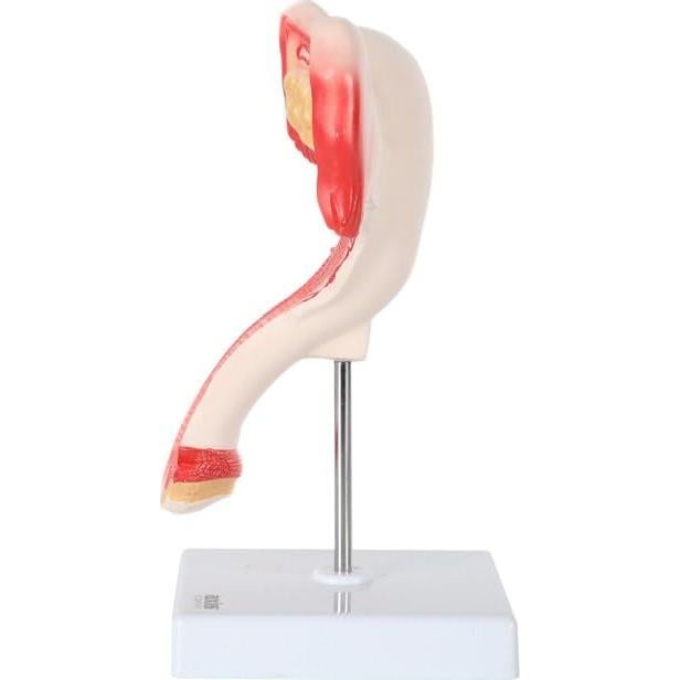 Modelo de Órganos Genitales Femeninos Axis Scientific - Anatomía Detallada