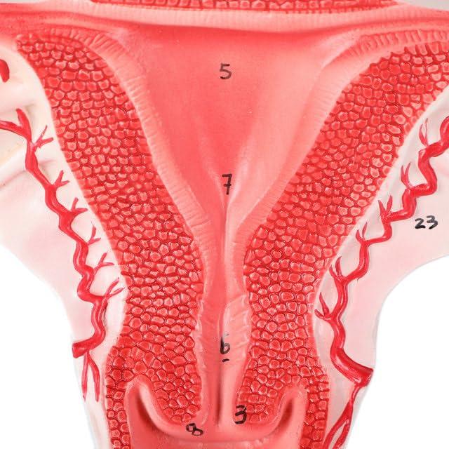 Modelo de Órganos Genitales Femeninos Axis Scientific - Anatomía Detallada