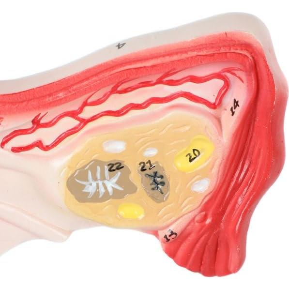 Modelo de Órganos Genitales Femeninos Axis Scientific - Anatomía Detallada