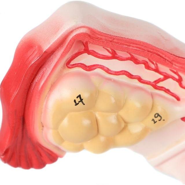 Modelo de Órganos Genitales Femeninos Axis Scientific - Anatomía Detallada