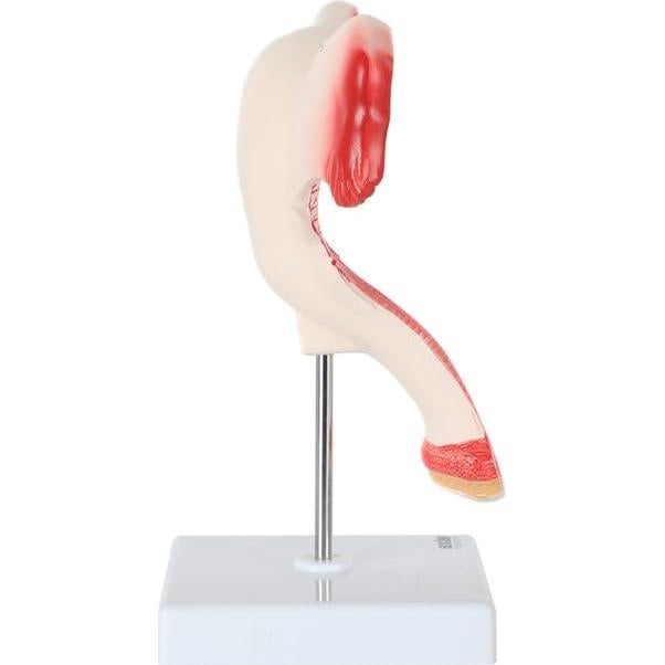 Modelo de Órganos Genitales Femeninos Axis Scientific - Anatomía Detallada