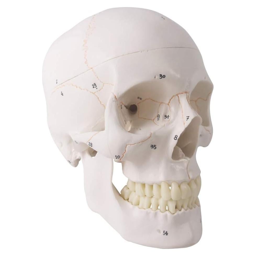 Modelo Anatómico de Cráneo Humano Generies 2021 - 54 Piezas
