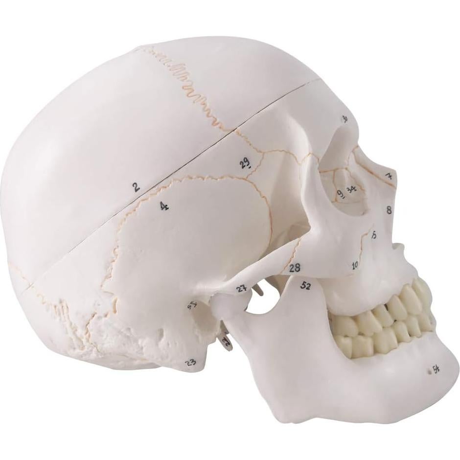 Modelo Anatómico de Cráneo Humano Generies 2021 - 54 Piezas