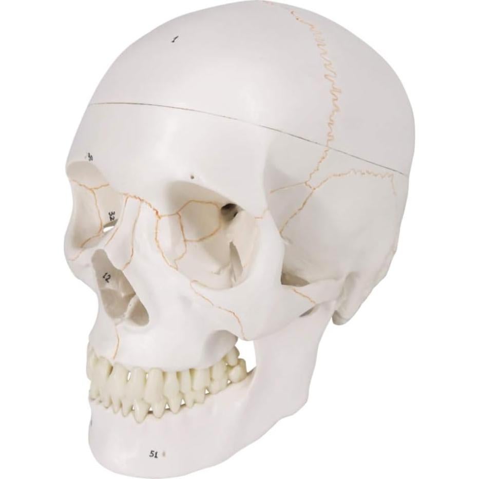 Modelo Anatómico de Cráneo Humano Generies 2021 - 54 Piezas