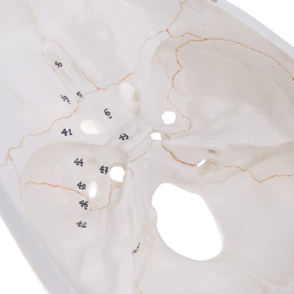 Modelo Anatómico de Cráneo Humano Generies 2021 - 54 Piezas