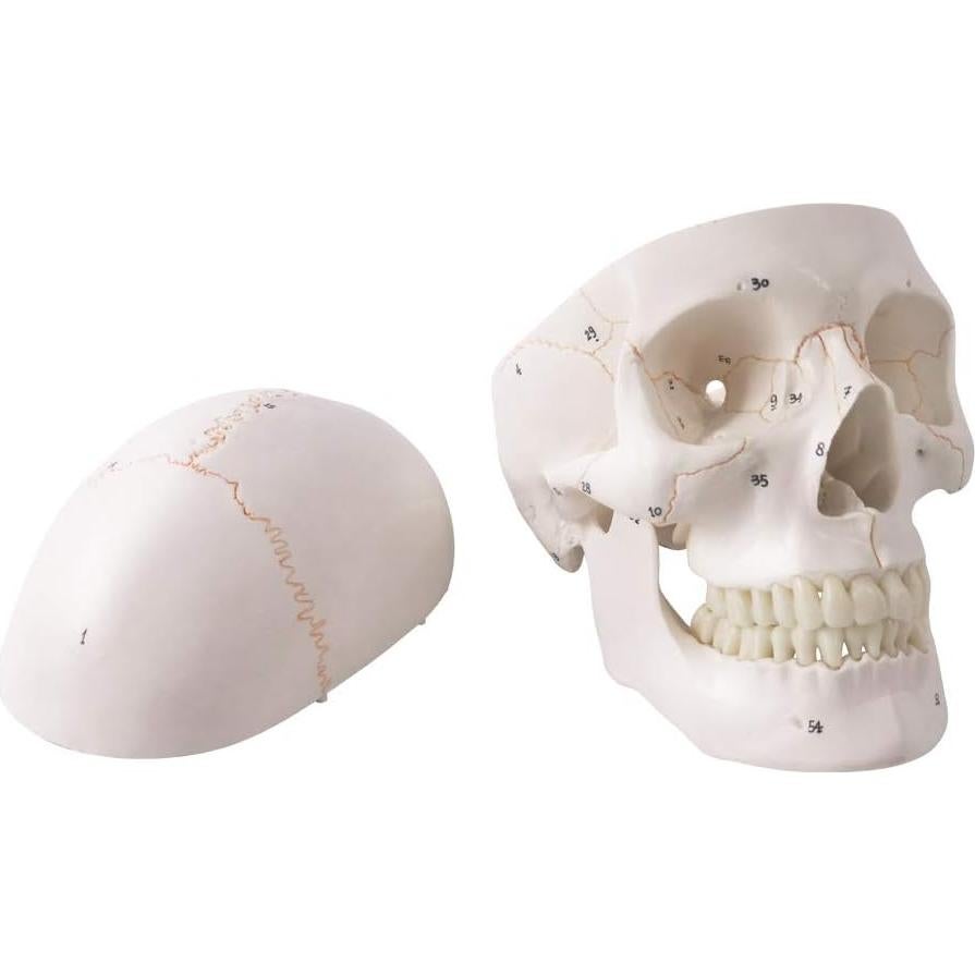 Modelo Anatómico de Cráneo Humano Generies 2021 - 54 Piezas