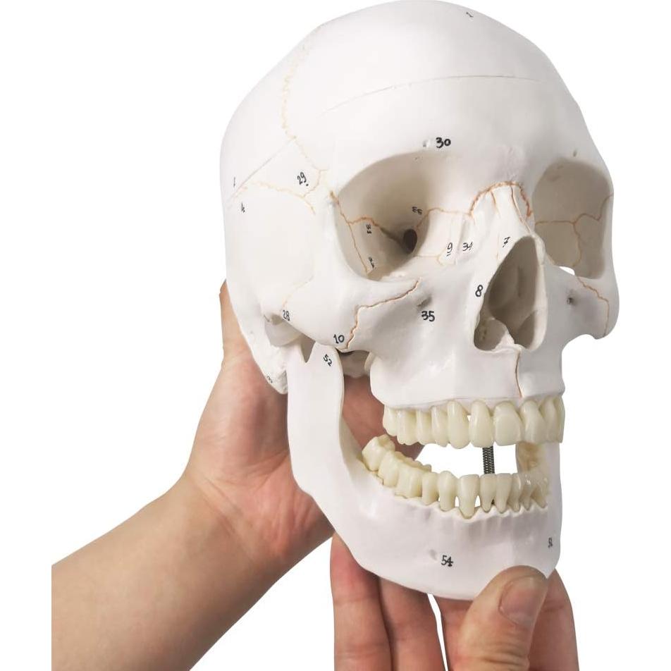 Modelo Anatómico de Cráneo Humano Generies 2021 - 54 Piezas