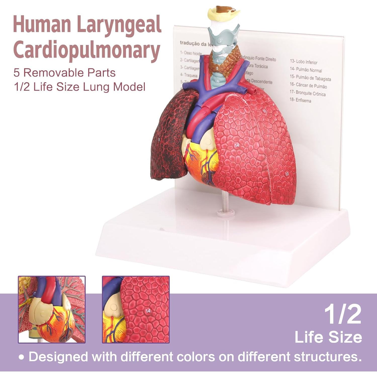 Modelo Anatomía Sistema Respiratorio Humano HADWYN 22.5x15.2 cm