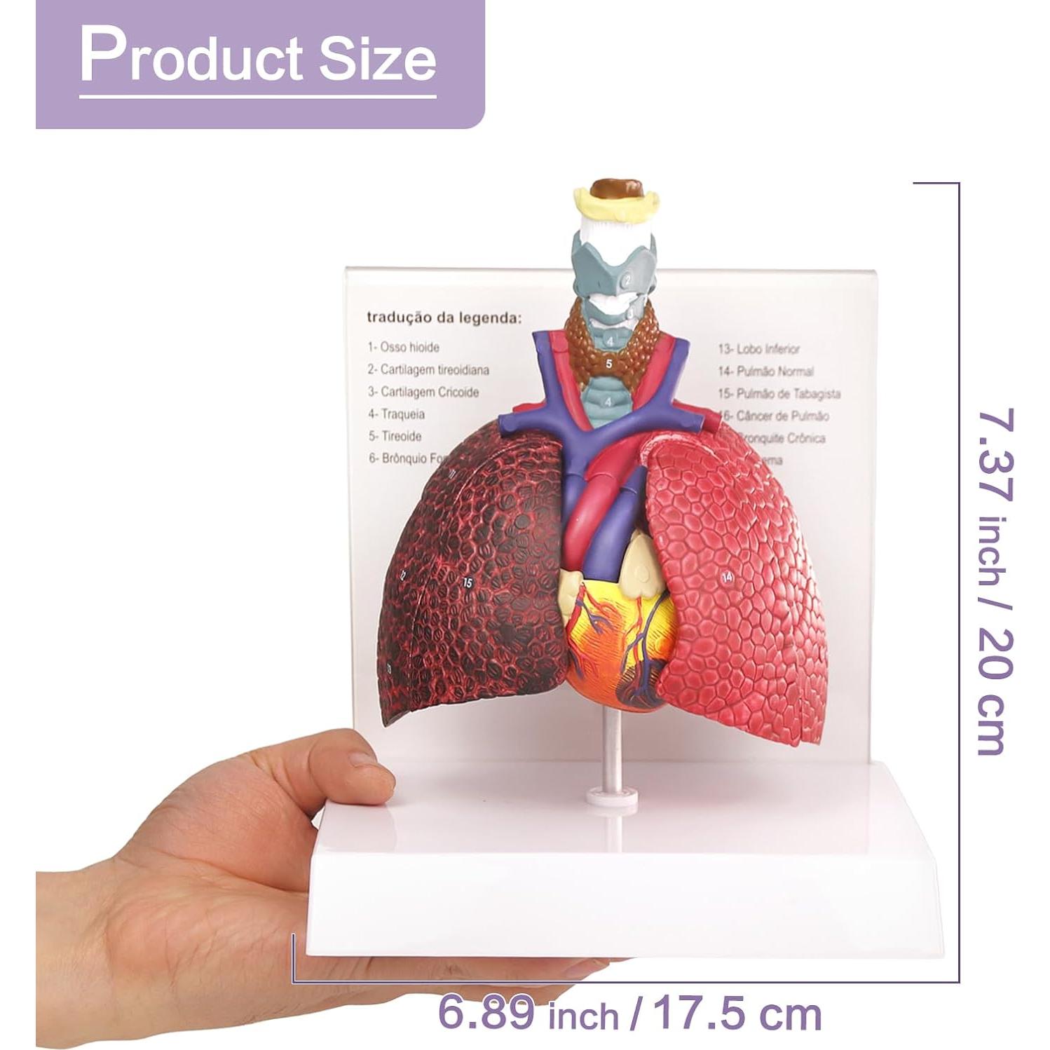 Modelo Anatomía Sistema Respiratorio Humano HADWYN 22.5x15.2 cm