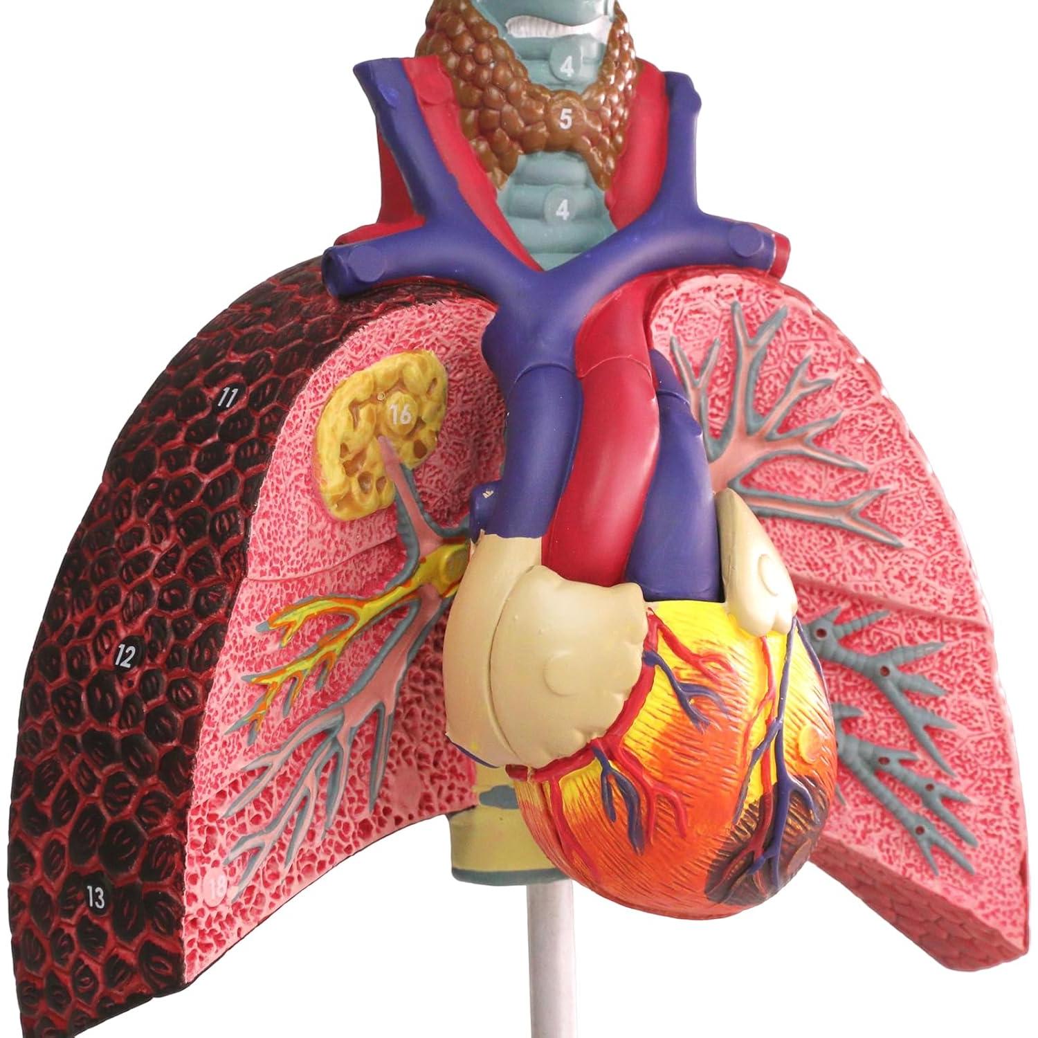 Modelo Anatomía Sistema Respiratorio Humano HADWYN 22.5x15.2 cm