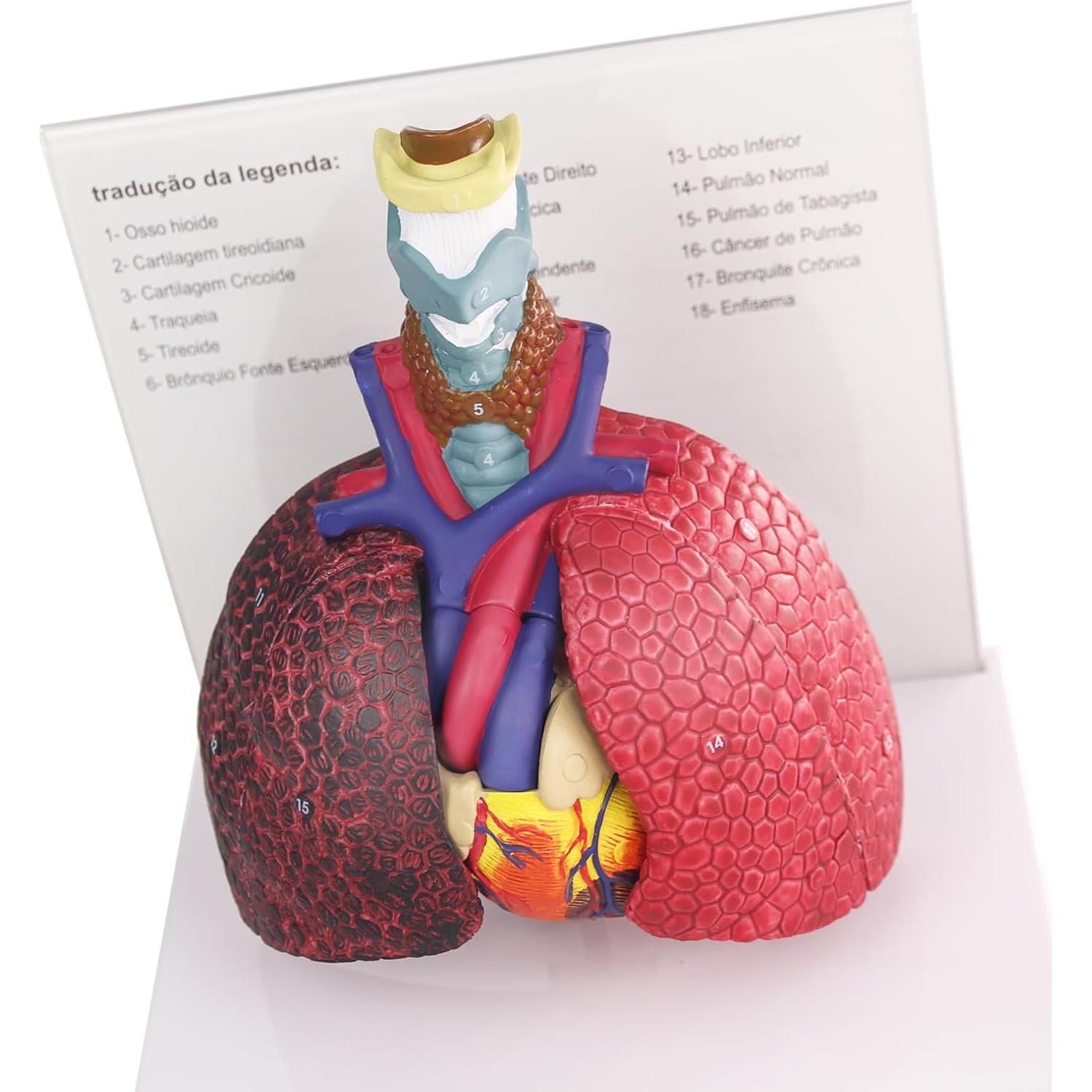 Modelo Anatomía Sistema Respiratorio Humano HADWYN 22.5x15.2 cm