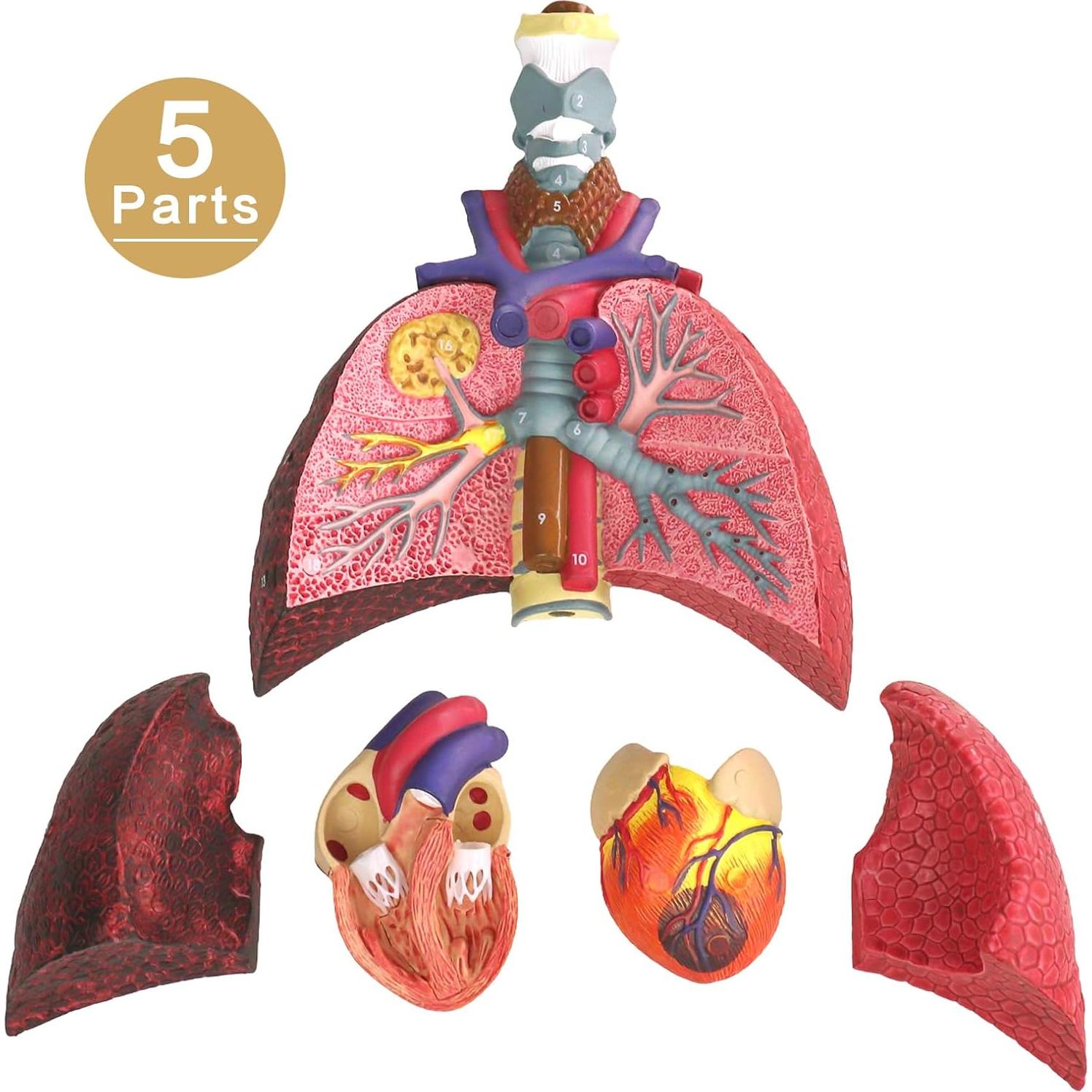 Modelo Anatomía Sistema Respiratorio Humano HADWYN 22.5x15.2 cm