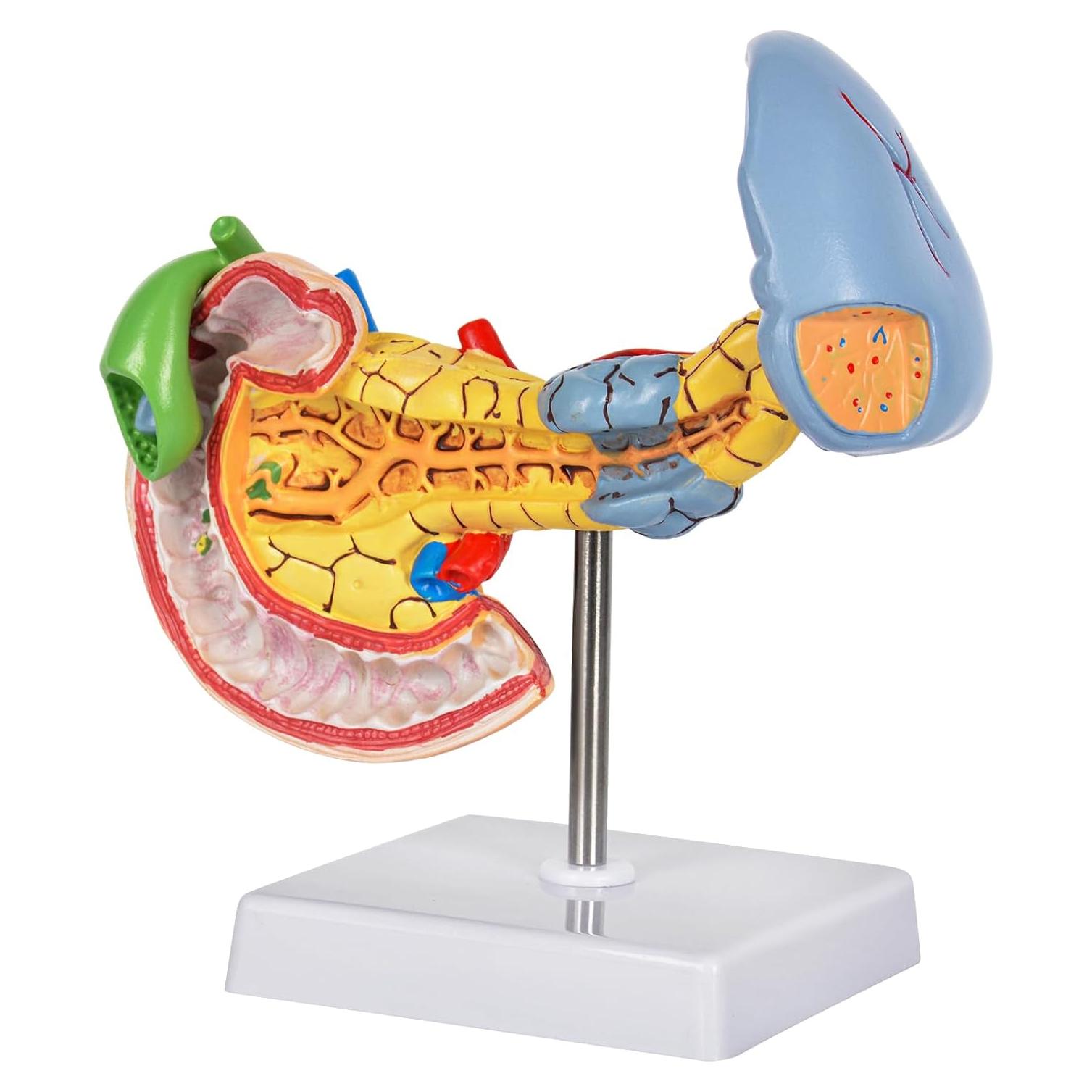Modelo Anatómico del Páncreas y Bazo Simedutech - Estudio Médico