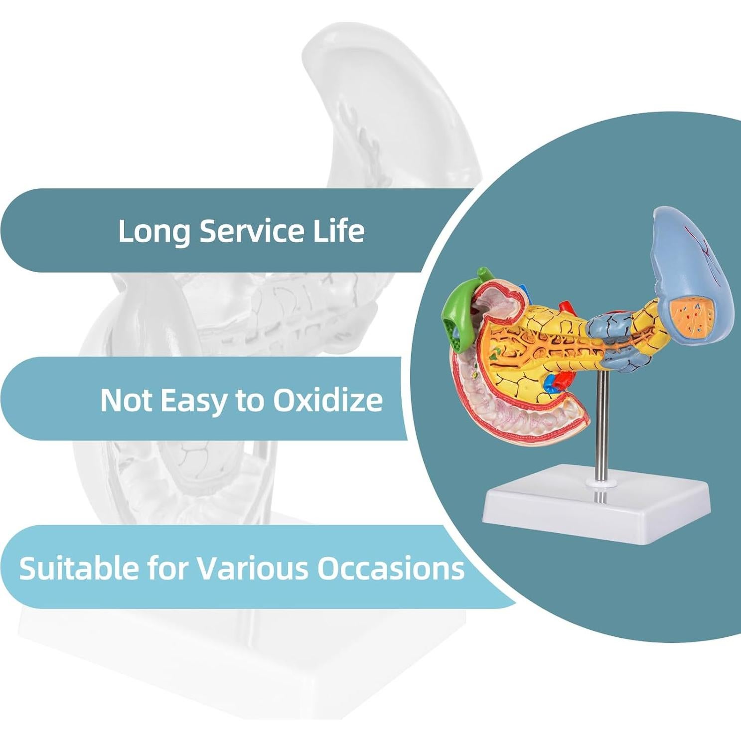 Modelo Anatómico del Páncreas y Bazo Simedutech - Estudio Médico