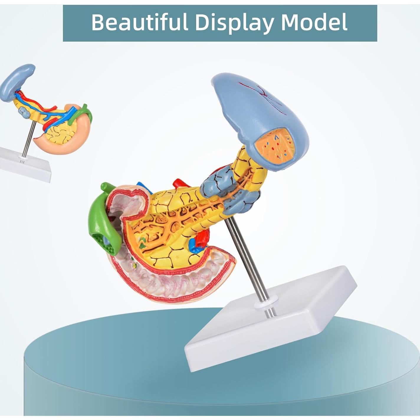 Modelo Anatómico del Páncreas y Bazo Simedutech - Estudio Médico