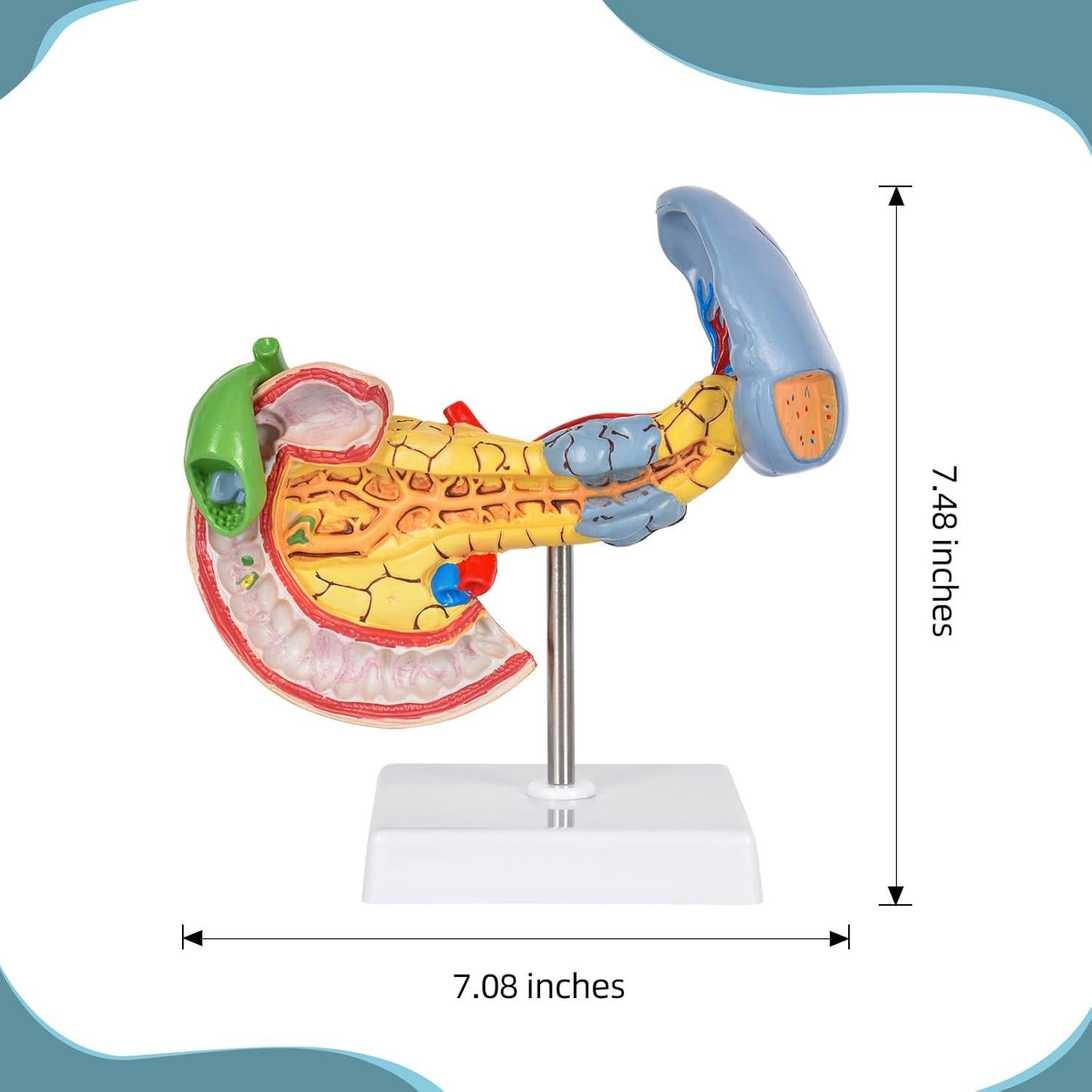 Modelo Anatómico del Páncreas y Bazo Simedutech - Estudio Médico