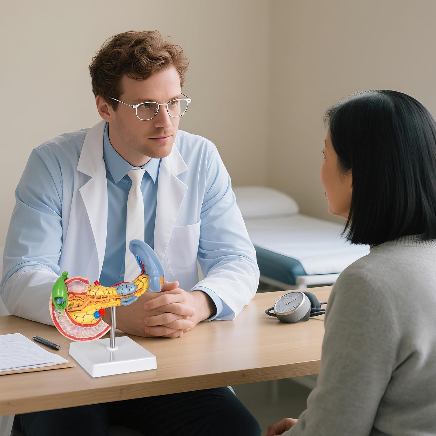 Modelo Anatómico del Páncreas y Bazo Simedutech - Estudio Médico