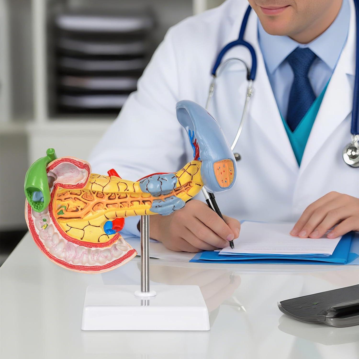 Modelo Anatómico del Páncreas y Bazo Simedutech - Estudio Médico