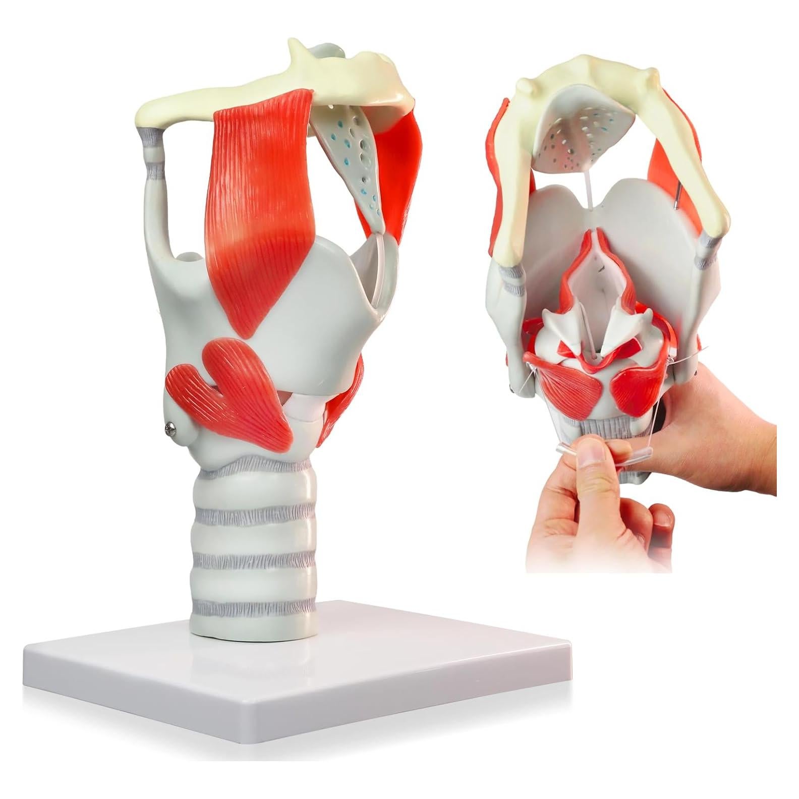 Modelo de Laringe y Faringe HADWYN 3X Anatomía 1.47 kg