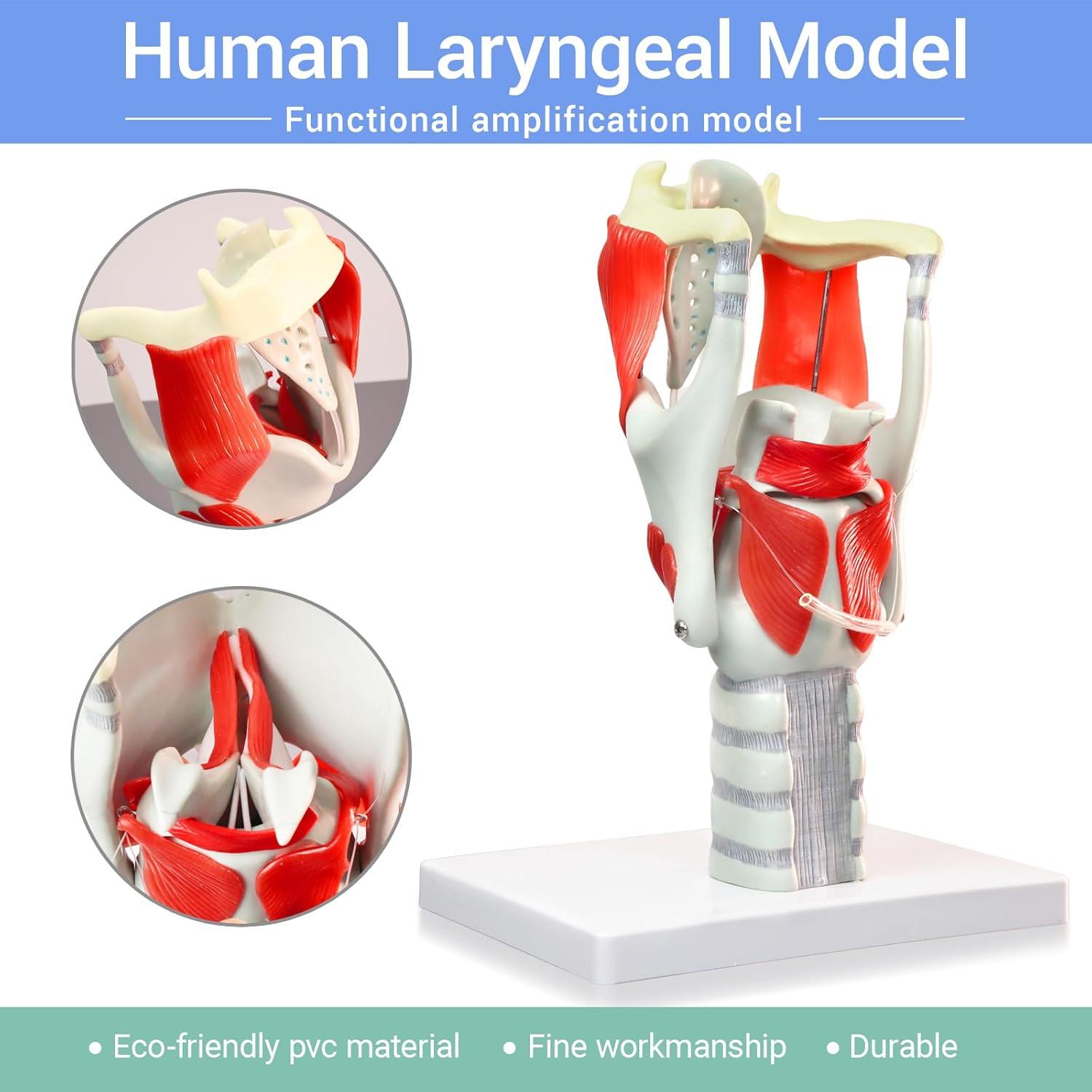 Modelo de Laringe y Faringe HADWYN 3X Anatomía 1.47 kg