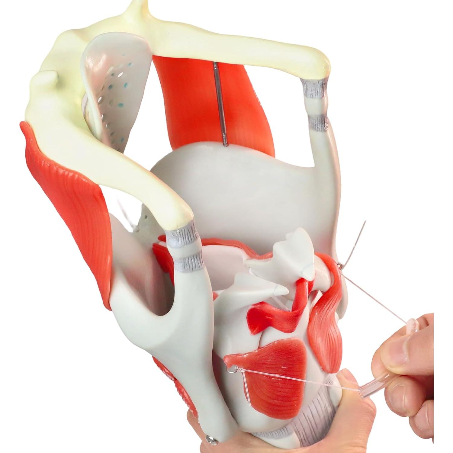 Modelo de Laringe y Faringe HADWYN 3X Anatomía 1.47 kg