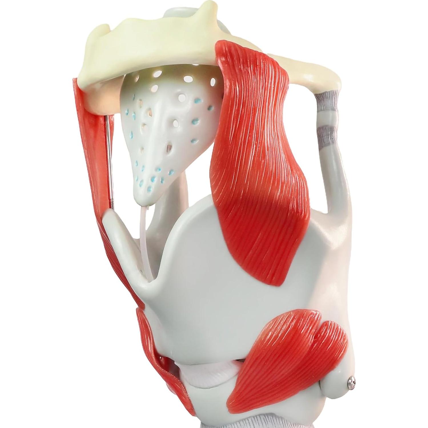 Modelo de Laringe y Faringe HADWYN 3X Anatomía 1.47 kg