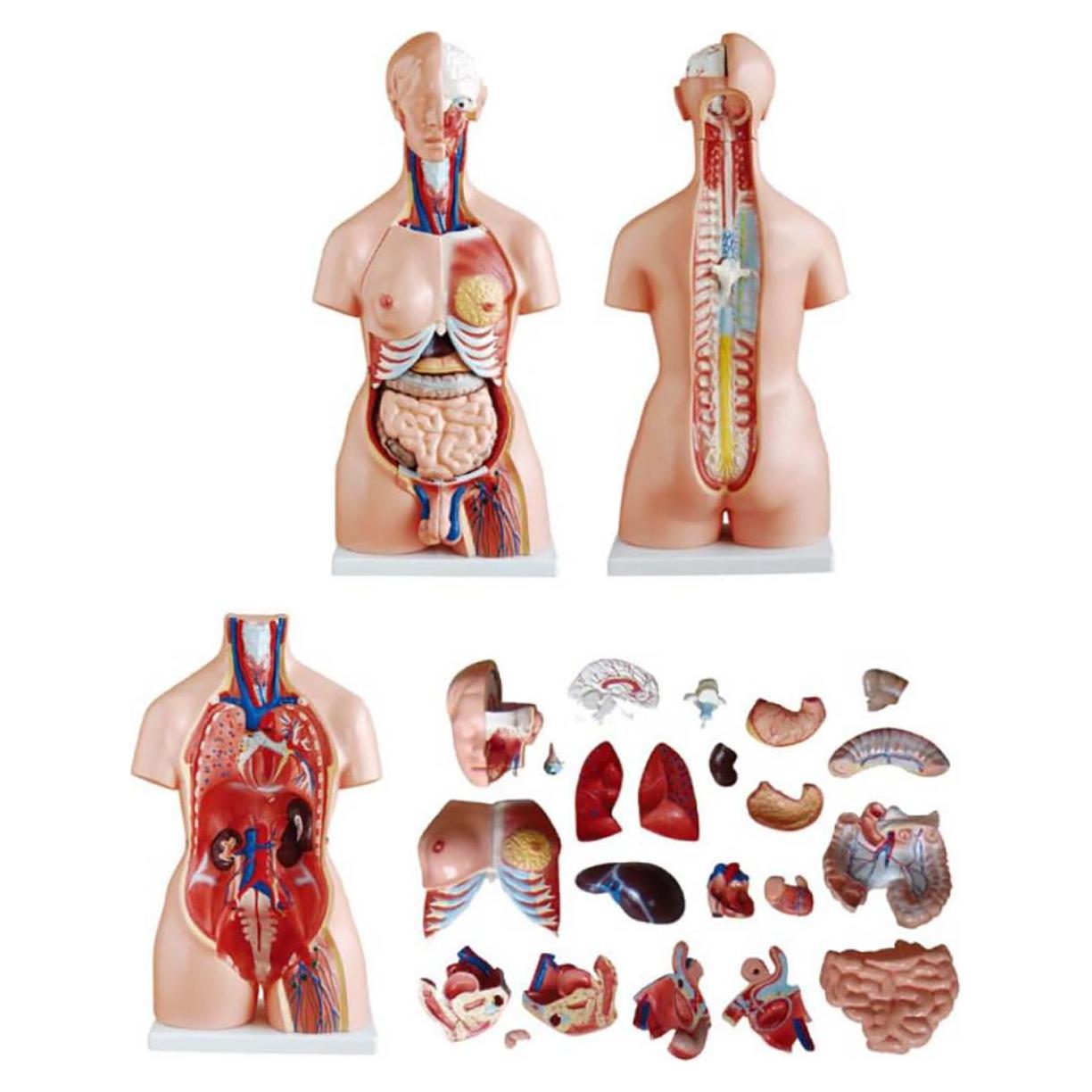Modelo de Cuerpo Humano Torso Anatómico 85.09cm 23 Partes Removibles