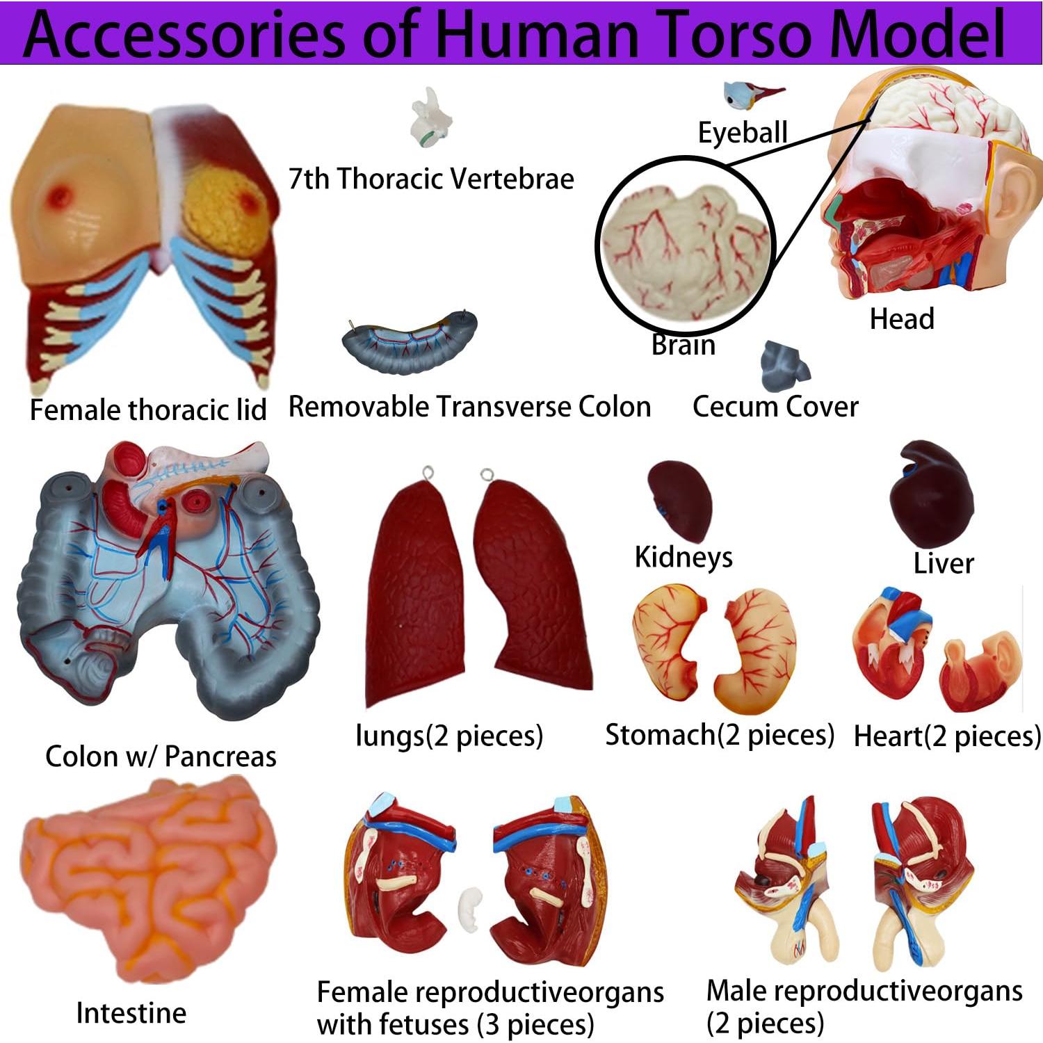 Modelo de Cuerpo Humano Torso Anatómico 85.09cm 23 Partes Removibles