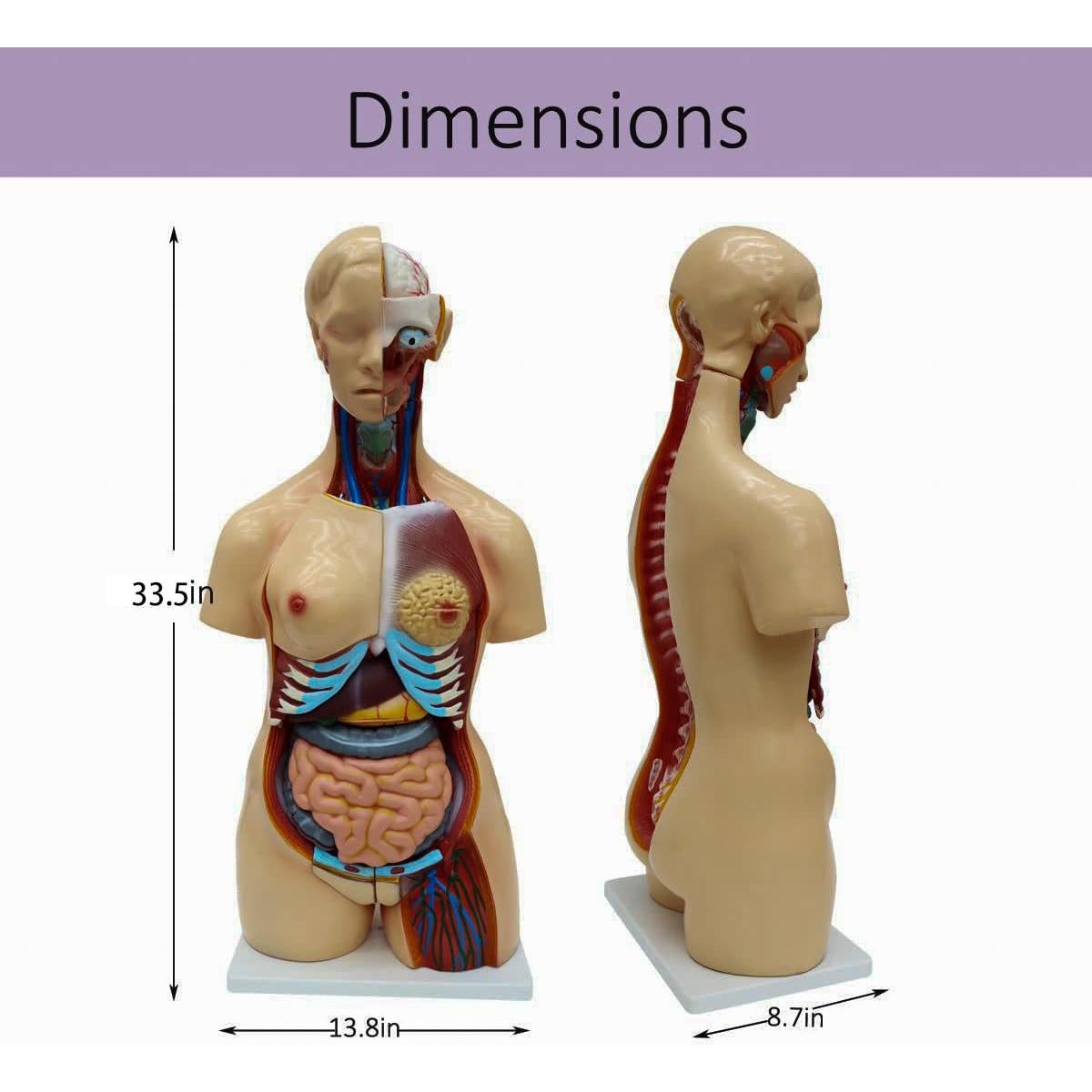 Modelo de Cuerpo Humano Torso Anatómico 85.09cm 23 Partes Removibles