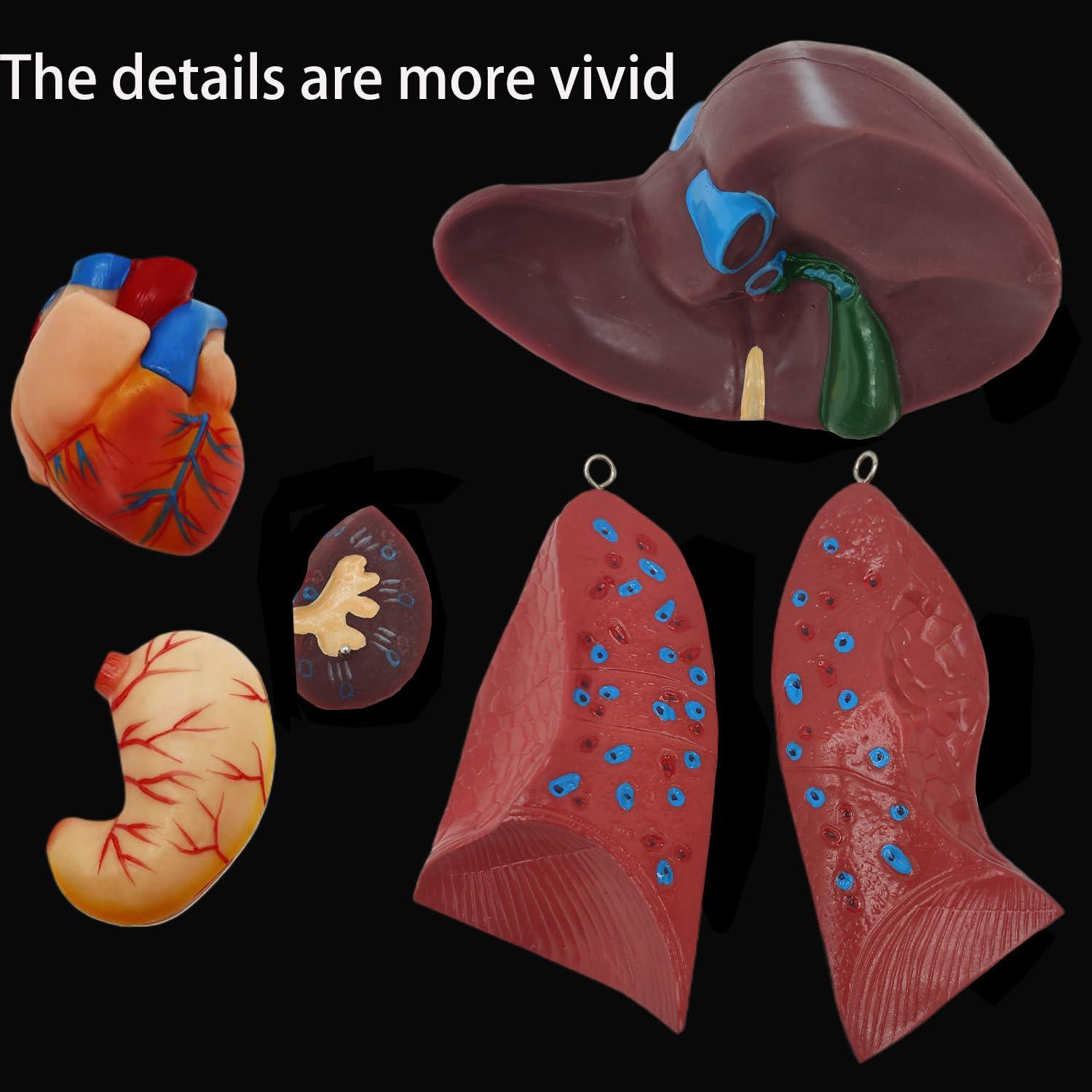 Modelo de Cuerpo Humano Torso Anatómico 85.09cm 23 Partes Removibles