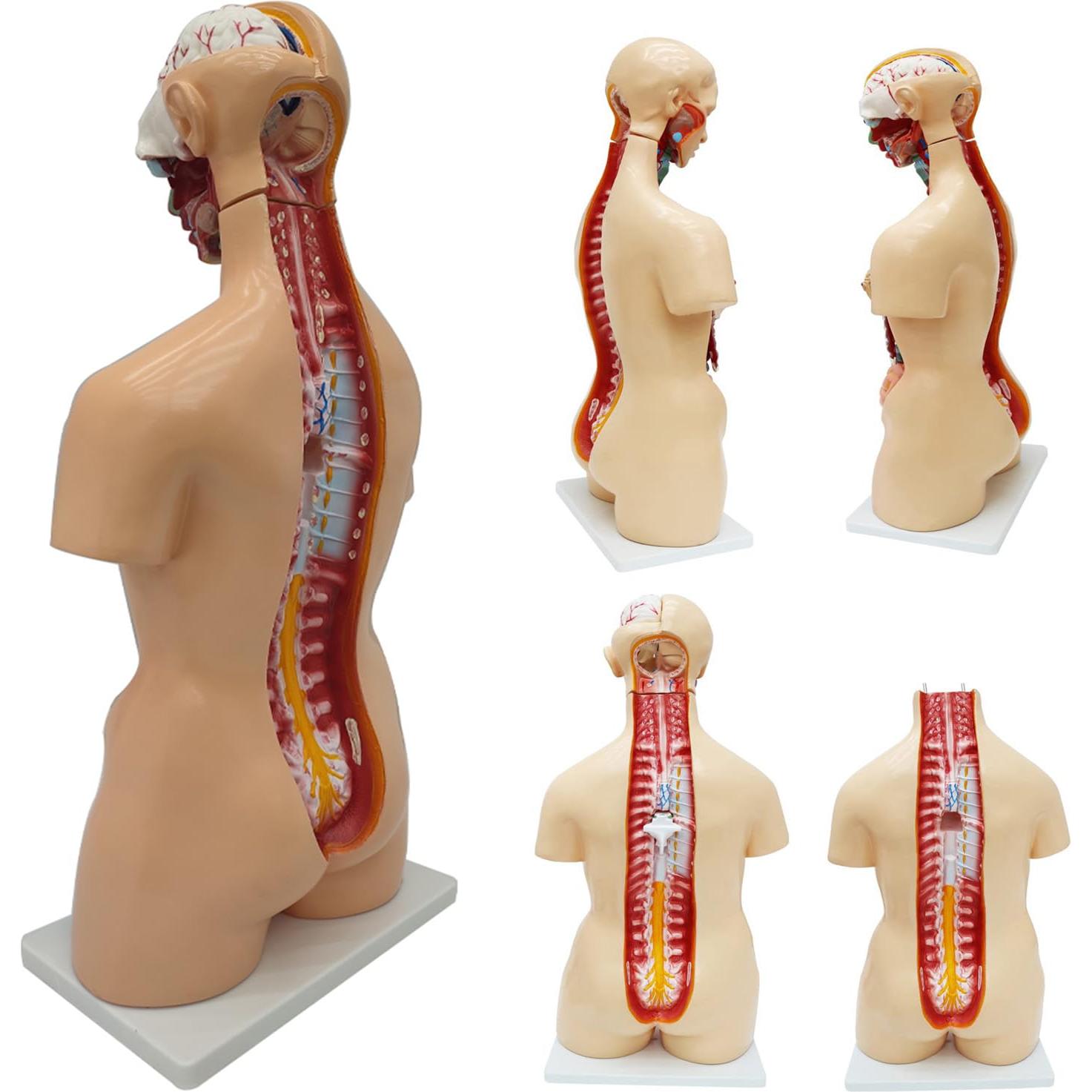 Modelo de Cuerpo Humano Torso Anatómico 85.09cm 23 Partes Removibles