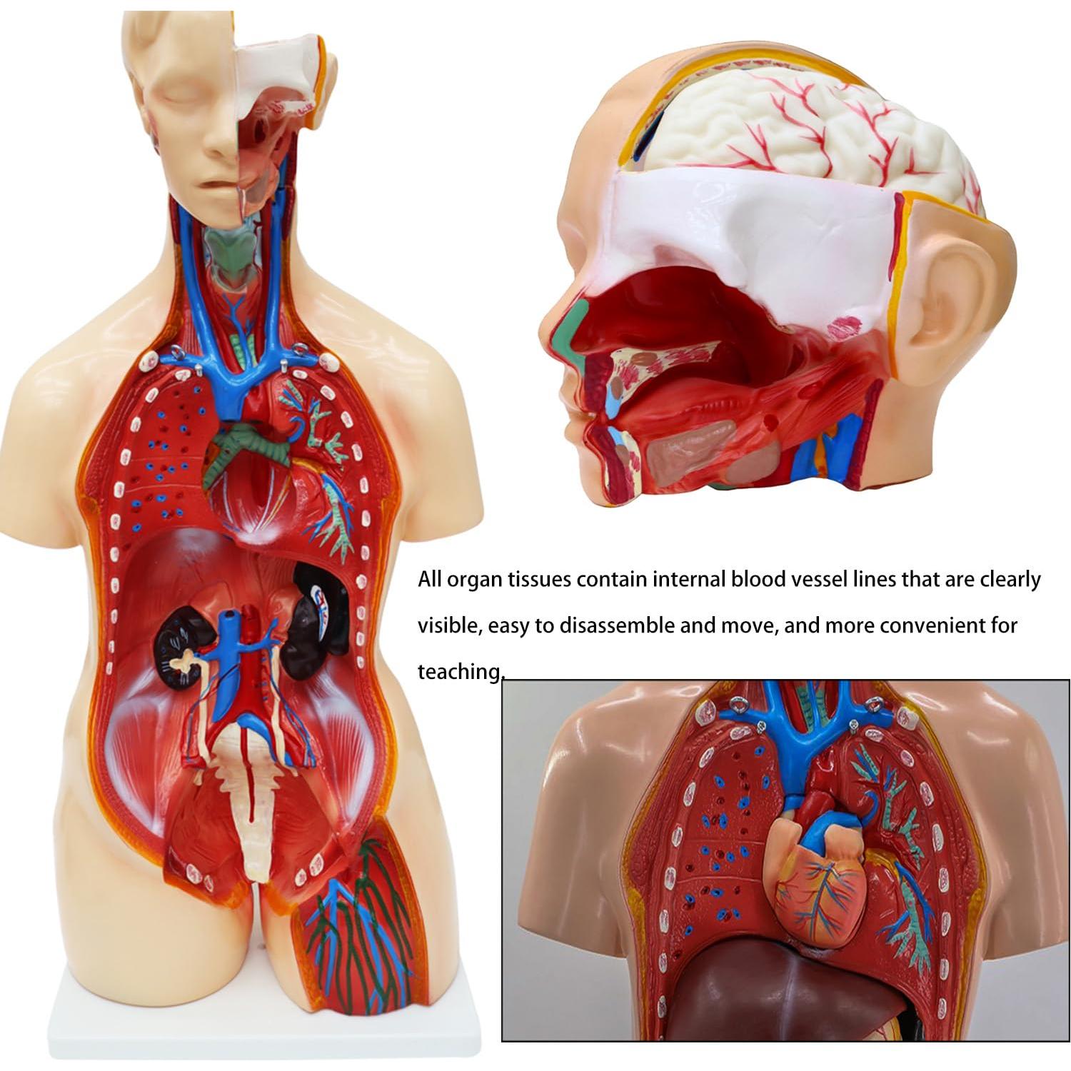 Modelo de Cuerpo Humano Torso Anatómico 85.09cm 23 Partes Removibles