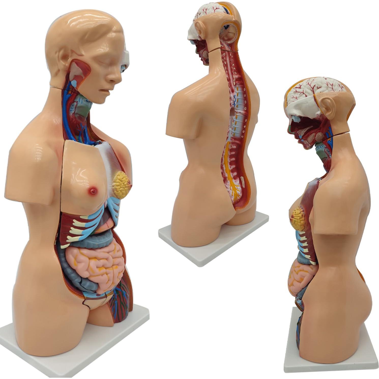 Modelo de Cuerpo Humano Torso Anatómico 85.09cm 23 Partes Removibles