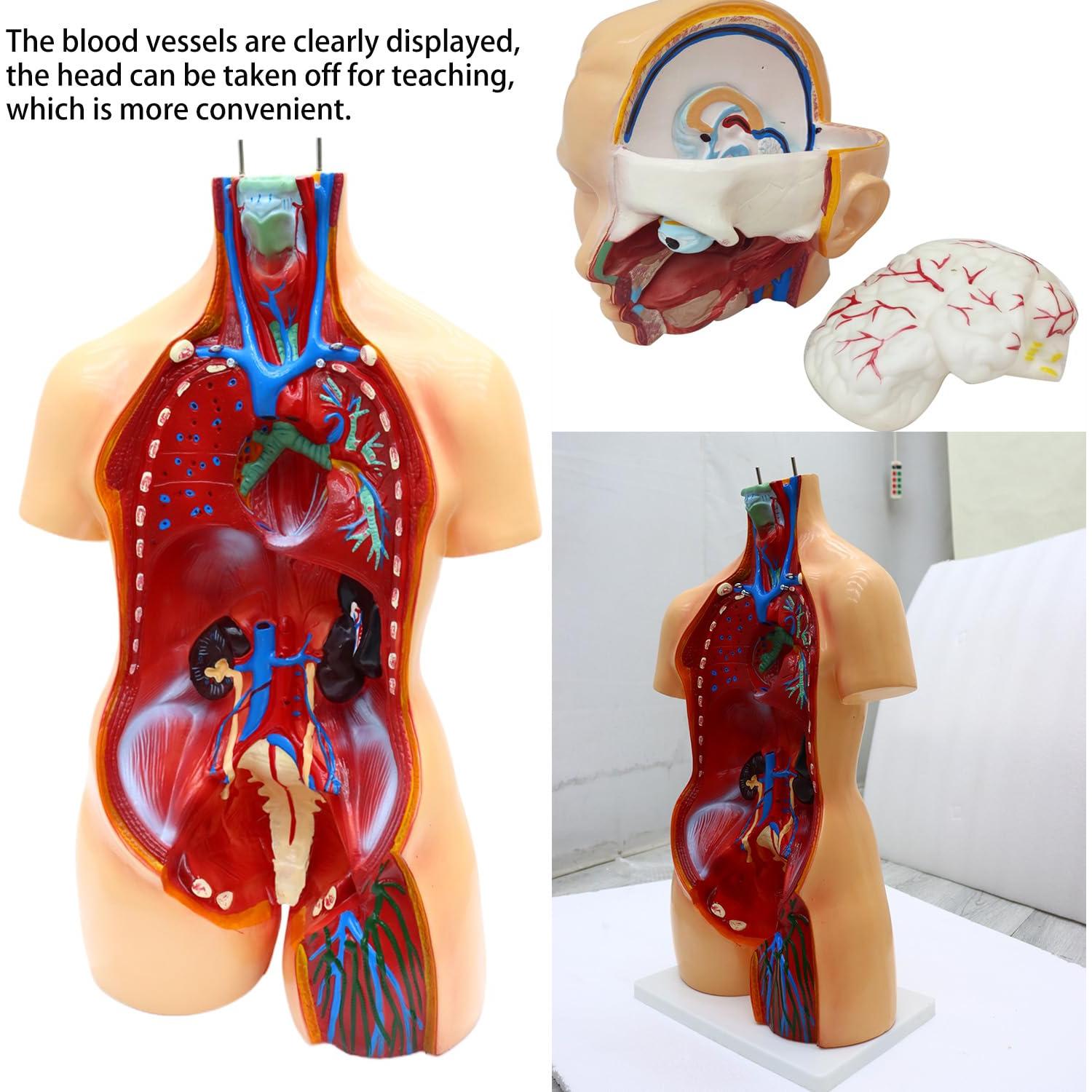 Modelo de Cuerpo Humano Torso Anatómico 85.09cm 23 Partes Removibles
