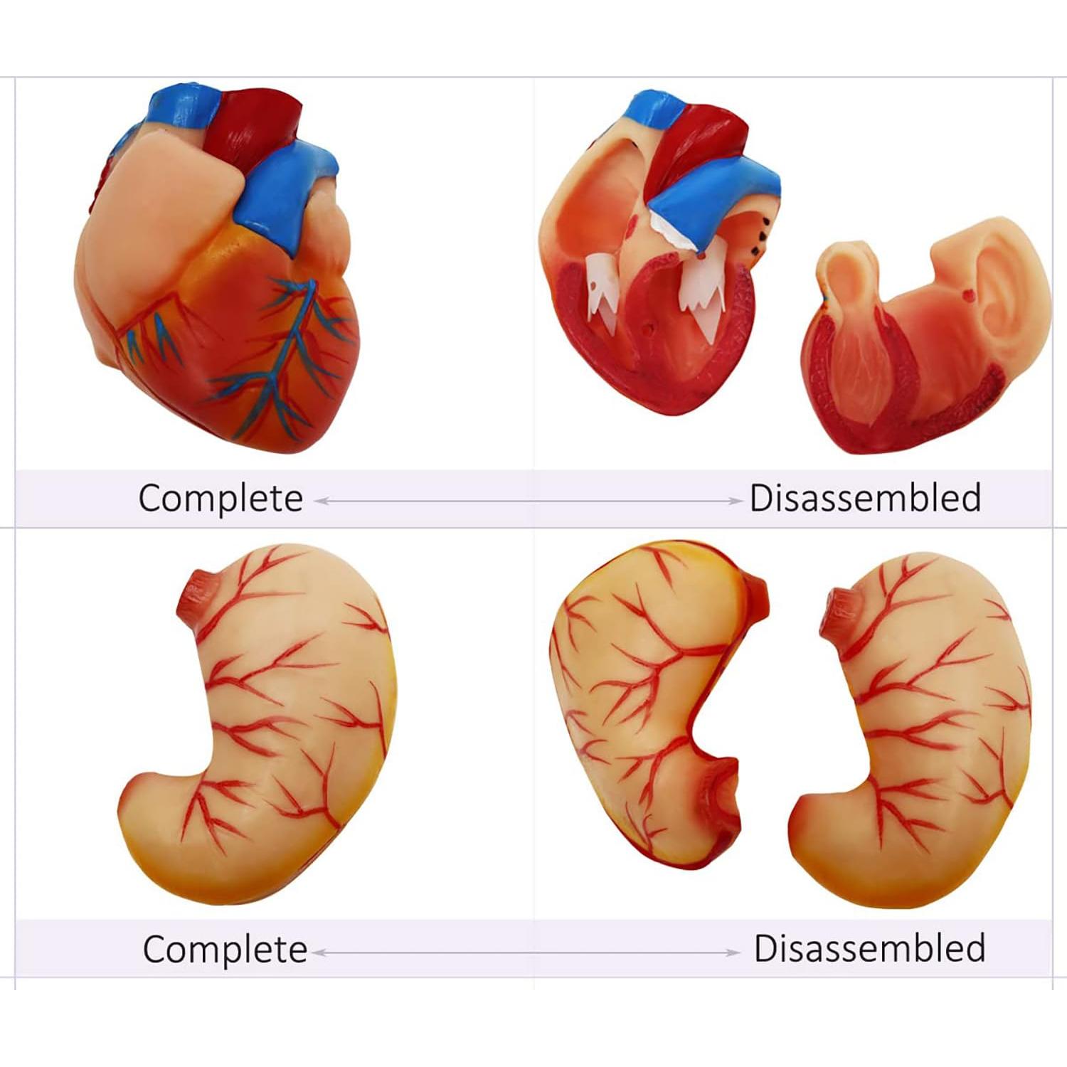 Modelo de Cuerpo Humano Torso Anatómico 85.09cm 23 Partes Removibles