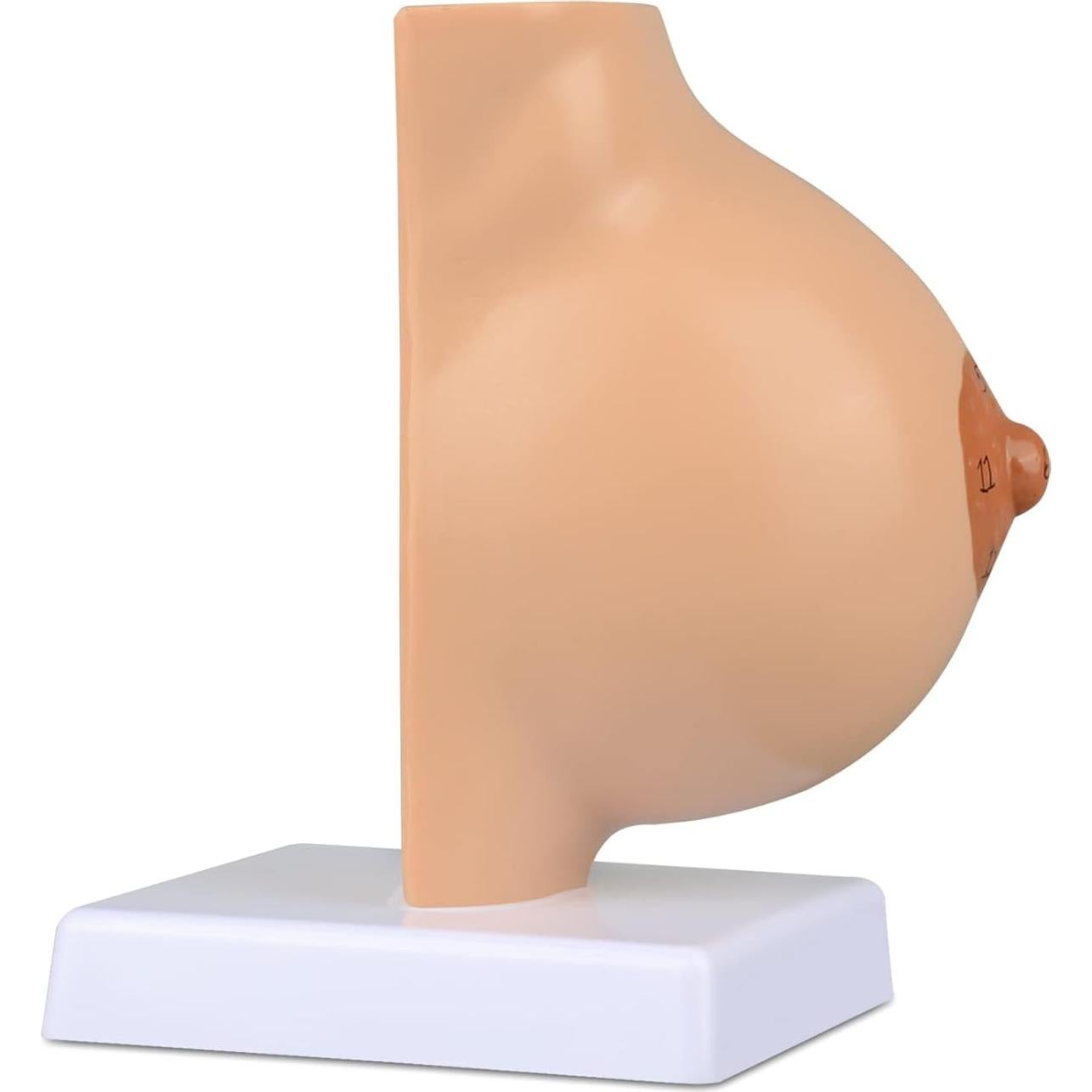 Modelo Anatómico de Mama No Lactante Ultrassist con Tarjeta de Estudio