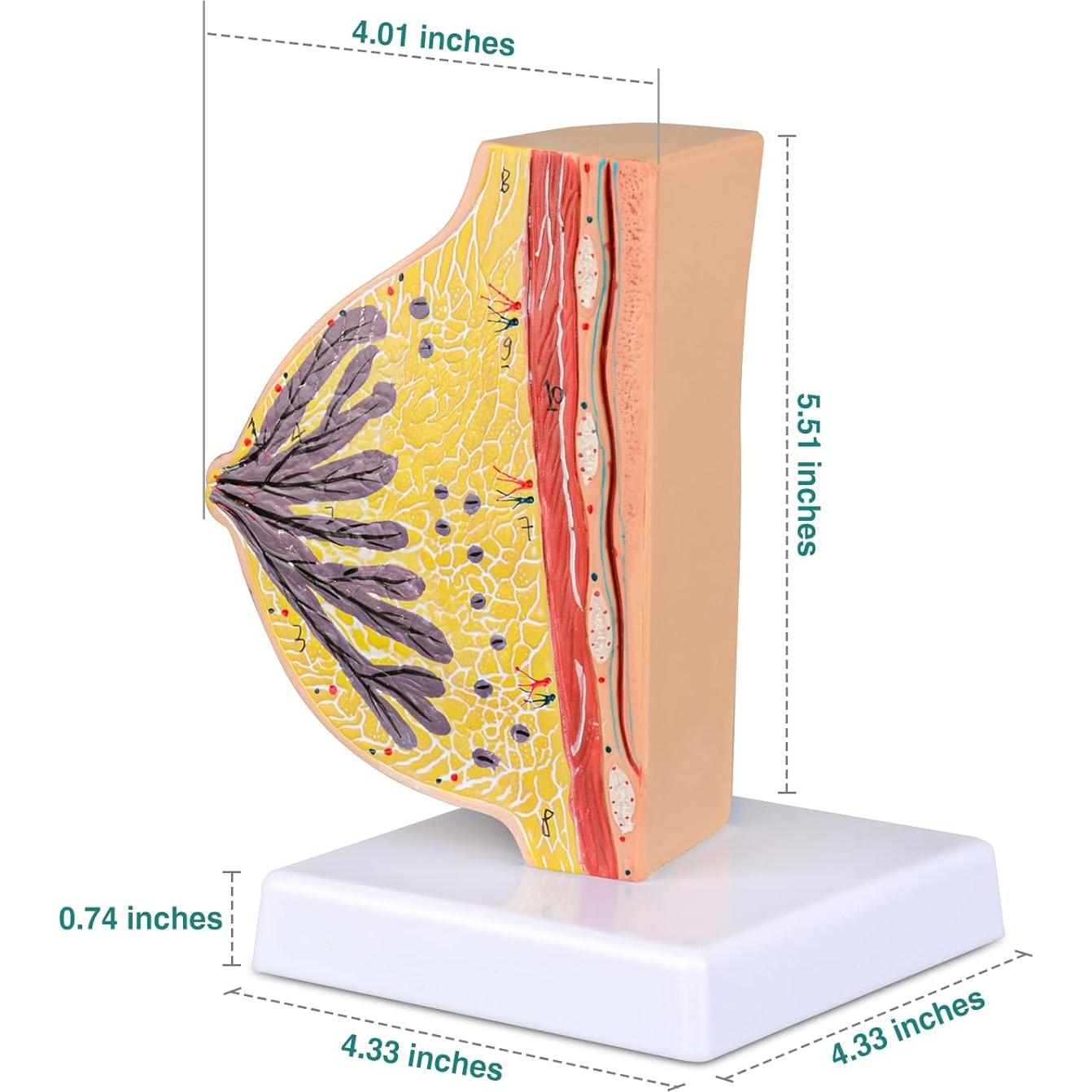 Modelo Anatómico de Mama No Lactante Ultrassist con Tarjeta de Estudio